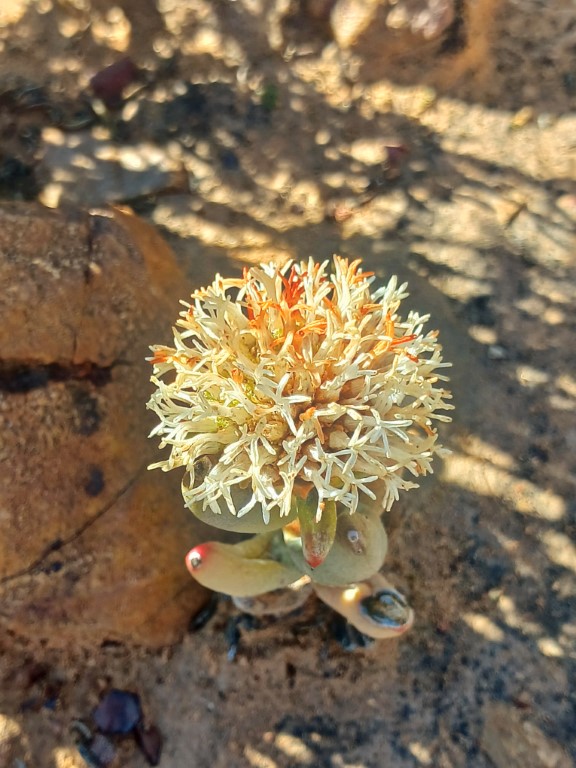 Succulent Karoo
