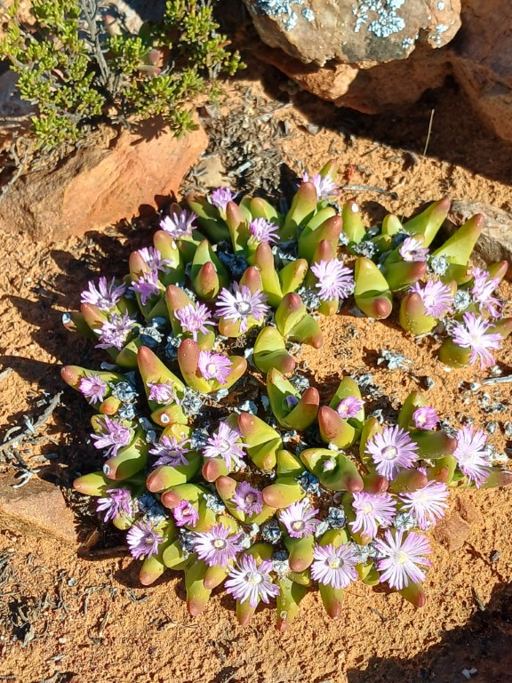 Succulent Karoo